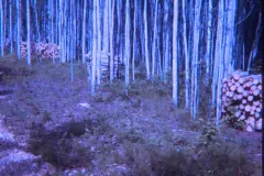1974_06_Alaska_Woodpile.jpg.webp