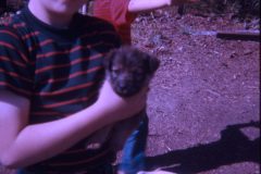 1974 07 Alaska David Sam Scampy Puppies