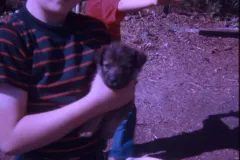 1974_07_Alaska_David_Sam_Scampy_Puppies.jpg.webp