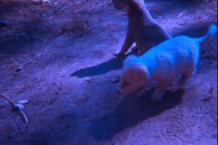 1974 07 Alaska David Scampy Puppies2