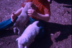 1974 07 Alaska David Scampy Puppies3
