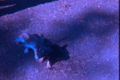 1974 07 Alaska Scampy Puppies