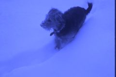 1974 11 Alaska Scampy1