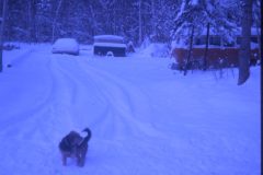 1974 11 Alaska Scampy2