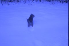 1974 11 Alaska Scampy3