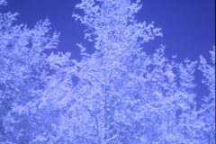 1974 11 Alaska Trees