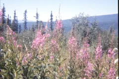 1974_Alaska_Flowers.jpg.webp