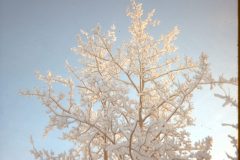 1975 01 Alaska HendersonRd. Fairbanks Trees