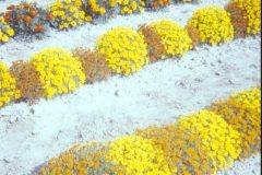 1975 Alaska Flowers1