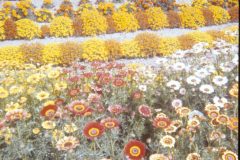 1975 Alaska Flowers2