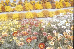 1975_Alaska_Flowers2.jpg.webp