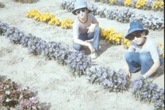 1975 Alaska Flowers David Sam