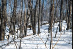 1976 02 New York RT30 Property Woods