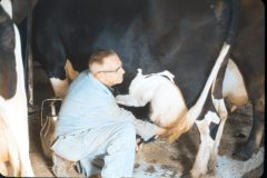 1976 07 New York Cow Farm1