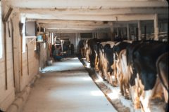 1976 07 New York Cow Farm Dad