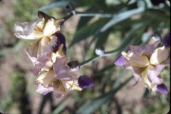 1976 07 New York RT30 Property Flowers