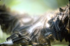 1976 07 New York RT30 Property Tent Caterpillars1